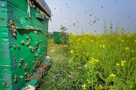 Honey bees flying in and out of commercial beekeeping beehives, collecting from the Mustard Flower...