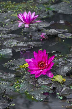 Red water lily in small pond near Dhamrai, Dhala, Bangladesh.の写真素材