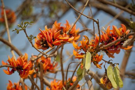 Flame of the forest (Butea monosperma) in full bloom in Dhaka, Bangladesh.