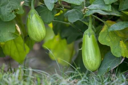 Close-up eggplants in thakurgong, bnagladesh.の写真素材