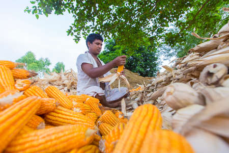 Bangladesh â€“ May 27, 2015: Worker are Collecting maize crops on field at Thakurgaon,...