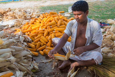 Bangladesh â May 27, 2015: Worker are Collecting maize crops on field at Thakurgaon, Bangladesh.のeditorial素材