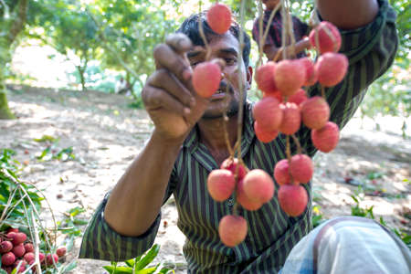 Brunch of fresh lychee fruits hanging on green tree.のeditorial素材