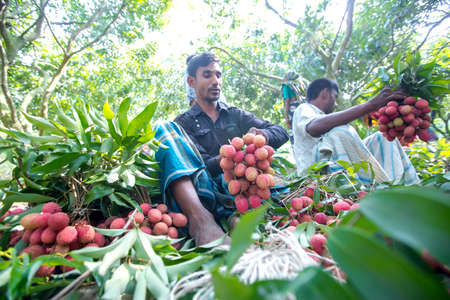 Bangladesh â May 27, 2015: Some worker are packing lychees at ranisongkoil, Thakurgon.のeditorial素材
