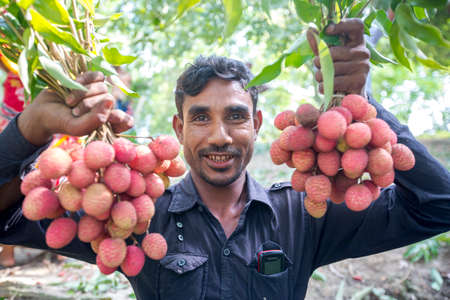 Bangladesh â May 27, 2015: Some worker showing best lychees at ranisongkoil, Thakurgon.のeditorial素材