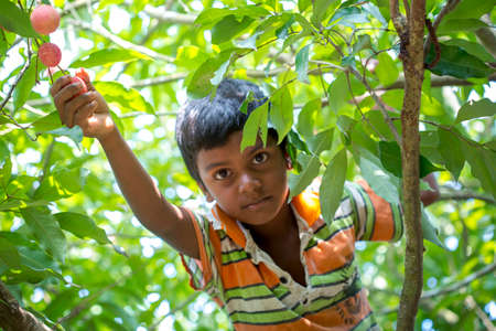 Bangladesh â May 27, 2015: A little kid picking lychees at ranisongkoil, Thakurgon.のeditorial素材