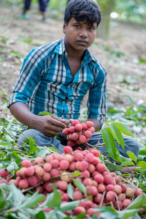 Brunch of fresh lychee fruits hangingBangladesh â May 27, 2015: A young showing his best lychees at ranisongkoil, Thakurgon. on green tree.のeditorial素材