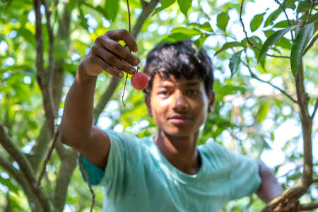 Bangladesh â May 27, 2015: A young showing his best lychees at ranisongkoil, Thakurgon.のeditorial素材