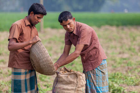 Bangladesh â November 25, 2014: 2 worker preserving lots of potato their jute bag in potato plantation field at Thakurgong, Bangladesh.のeditorial素材