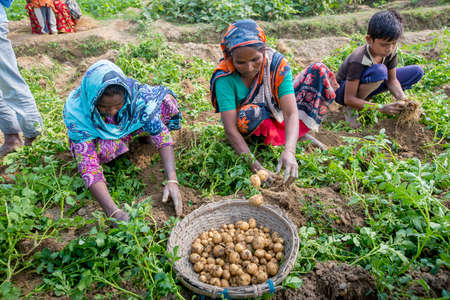 Bangladesh â November 25, 2014: Potato Harvesting â Loacal women gathers potatoes in their fields at Thakurgong, Bangladesh.のeditorial素材