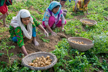 Bangladesh â€“ November 25, 2014: PotatBangladesh â€“ November 25, 2014: Potato Harvesting...