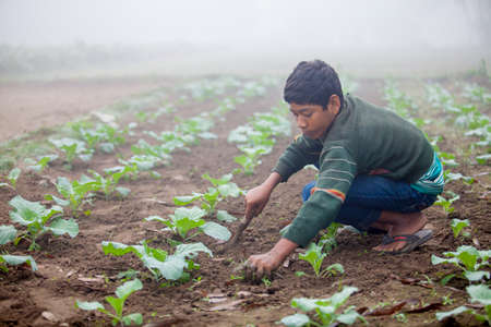 Bangladesh - November 25, 2014: An young boy in winter morning while working in her family cauliflower vegetable garden in Ranisankail, Thakurgaon, Rangpur.のeditorial素材