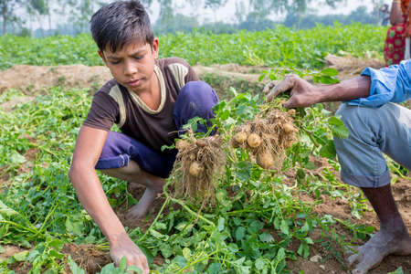 Bangladesh â November 25, 2014: Childrenâs are harvesting potatoes from fields at Thakurgong, Bangladesh.のeditorial素材