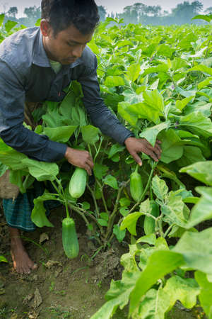 Bangladesh â November 25, 2014: Farmers harvesting green eggplants in thakurgong, bnagladesh.のeditorial素材