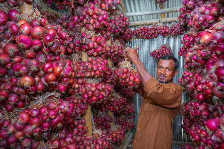 Bangladesh â May 20, 2019: A man hanging on bundle of purple-red onion in storage room at Meherpur, Bangladesh.のeditorial素材
