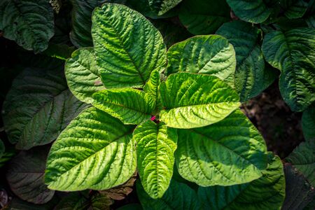 Natural Green leaf backgroundの写真素材