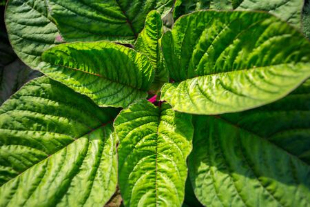 Natural Green leaf backgroundの写真素材