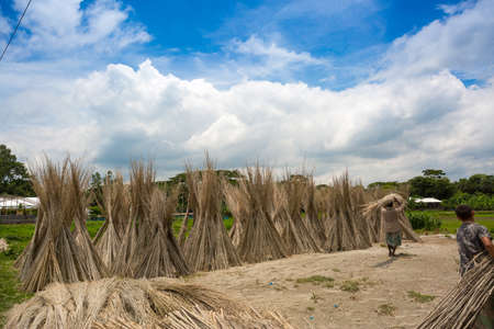 Bangladesh â August 06, 2019: Workers are carring Jute sticks for sun drying at Madhabdi, Narsingdi, Bangladesh.のeditorial素材