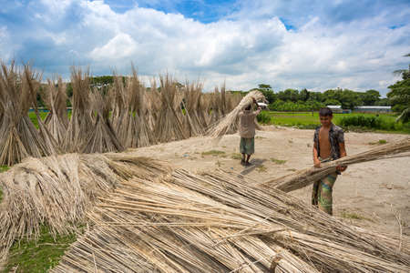 Bangladesh â August 06, 2019: Workers are carring Jute sticks for sun drying at Madhabdi, Narsingdi, Bangladesh.のeditorial素材