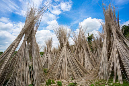Bangladesh â August 06, 2019: Lots of Jute sticks are Stack up for sun drying at Madhabdi, Narsingdi, Bangladesh.のeditorial素材