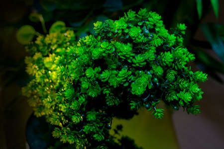 Plastic green leaf decorated mini plant background. Plastic plant. Plastic colorful decorative...