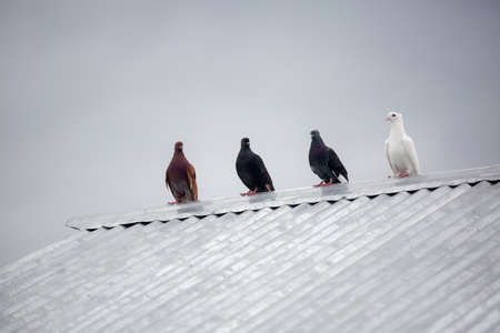 Four pigeons are sitting parallelly on steel tin rooftop. Pigeons sitting. Isolated pigeons. Portrait of birds.の写真素材