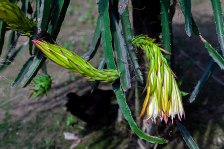Dragon fruit (Hylocereus Undatus) is flowering. This cactus type flower blooming at night and bending on during the day.の写真素材