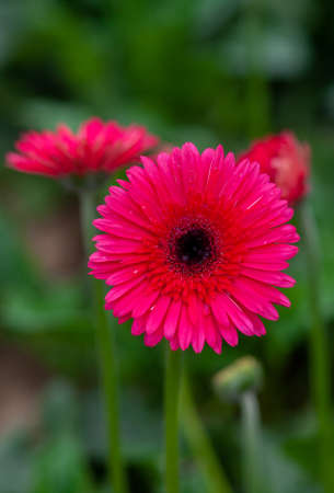Magenta color gerbera flower on green nature background.の写真素材