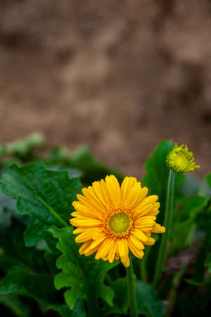 Yellow gerbera flower on green nature background.
