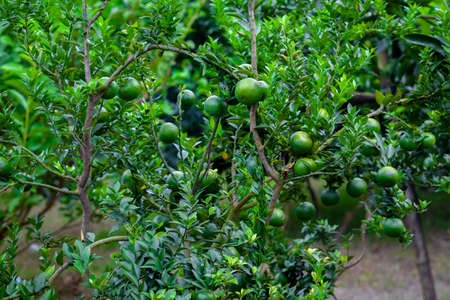 Green unripe citrus fruits hanging on the tree. Green tree background.の写真素材