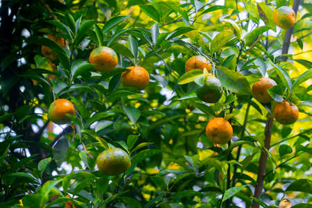 Numerous half-ripe citrus fruits (tangerines) hanging on the trees in the sunlight.
