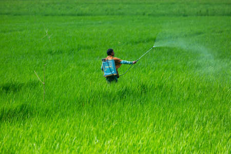 Bangladesh â October 06, 2020: A farmer sprays pesticides on his green paddy field with a spray machine at Jessore District.のeditorial素材