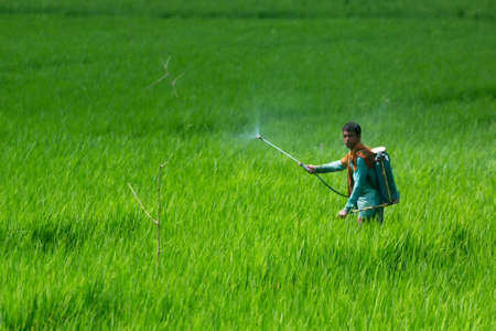 Bangladesh â October 06, 2020: A farmer sprays pesticides on his green paddy field with a spray machine at Jessore District.のeditorial素材