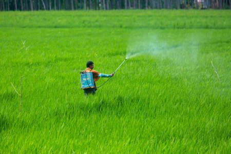Bangladesh â October 06, 2020: A farmer sprays pesticides on his green paddy field with a spray machine at Jessore District.のeditorial素材