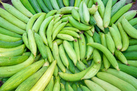 Fresh Sponge Gourd collected from the vegetable garden is being lined up for the market.の素材 [FY310157777704]