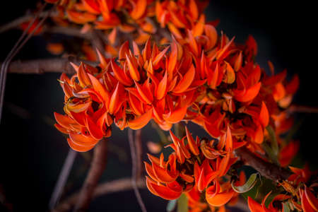 The beautiful reddish-orange Butea monosperma flower blooms in nature in a tree in the garden.