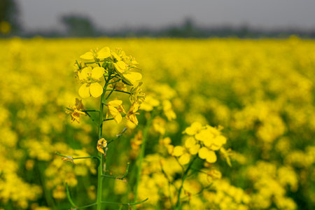The yellow mustard flowers are fully blooming in the fields.の写真素材