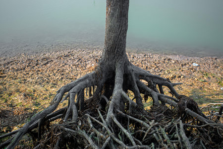 The roots of an old tree and a narrow dried up river scenery.の写真素材