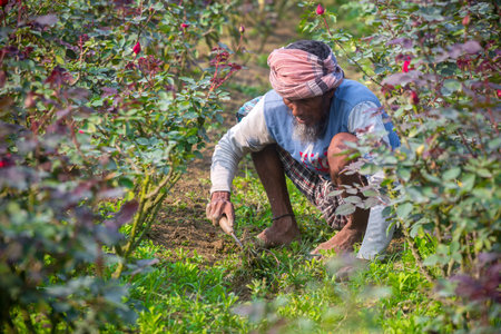 Bangladesh â February 06, 2020: A farmer is busy clearing weeds at the base of a rose tree at Savar, Dhaka.のeditorial素材