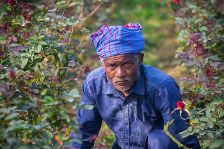 Bangladesh â February 06, 2020: A portrait of a rose flowers farmer at Savar, Dhaka.のeditorial素材
