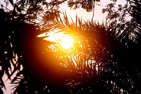 A view of the golden sunset through the gaps in the leaves of the palm tree. Silhouette sunset view.の写真素材
