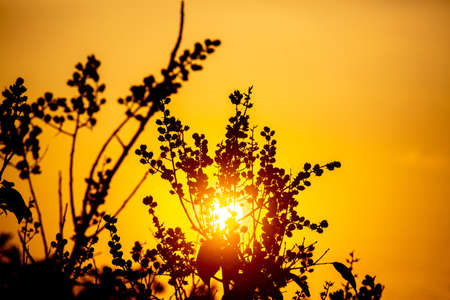 A view of the golden afternoon sun through the blanks of the leaves and fruits of the wild trees. Silhouette sunset view.の写真素材