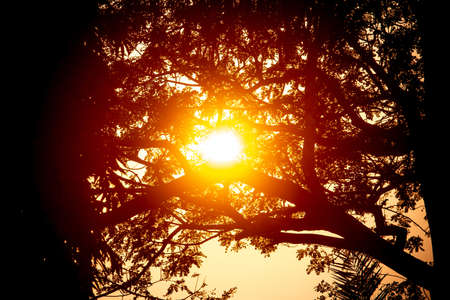 Summer orange-golden sunset through the tree leaves silhouette view. Evening time golden sunset tree leaves dark silhouette background.の写真素材