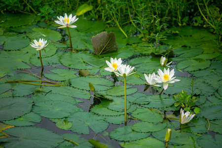 Water Lily (Nymphaeaceae, water lilies, lilly) blooming in pond. Rivers and ponds are filled with white water lilies during the rainy season. The national flower of Bangladesh.の写真素材