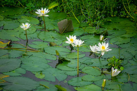 Water Lily (Nymphaeaceae, water lilies, lilly) blooming in pond. Rivers and ponds are filled with white water lilies during the rainy season. The national flower of Bangladesh.の写真素材