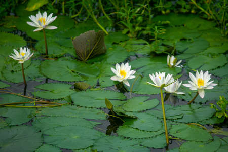 Water Lily (Nymphaeaceae, water lilies, lilly) blooming in pond. Rivers and ponds are filled with white water lilies during the rainy season. The national flower of Bangladesh.の写真素材
