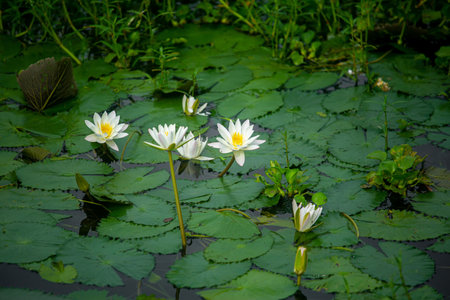 Water Lily (Nymphaeaceae, water lilies, lilly) blooming in pond. Rivers and ponds are filled with white water lilies during the rainy season. The national flower of Bangladesh.の写真素材