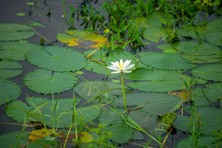 Water Lily (Nymphaeaceae, water lilies, lilly) blooming in pond. Rivers and ponds are filled with white water lilies during the rainy season. The national flower of Bangladesh.の写真素材