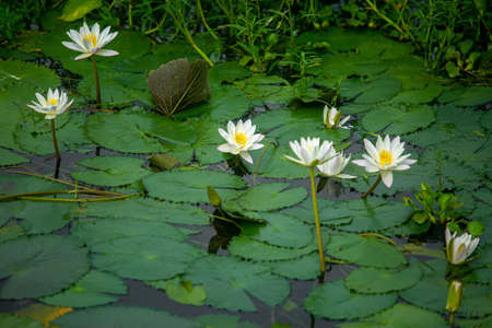 Water Lily (Nymphaeaceae, water lilies, lilly) blooming in pond. Rivers and ponds are filled with white water lilies during the rainy season. The national flower of Bangladesh.の写真素材