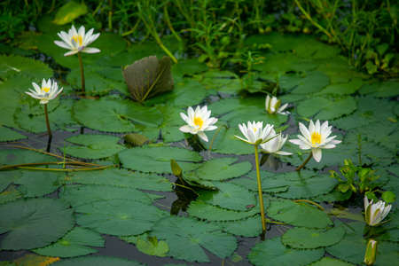 Water Lily (Nymphaeaceae, water lilies, lilly) blooming in pond. Rivers and ponds are filled with white water lilies during the rainy season. The national flower of Bangladesh.の写真素材
